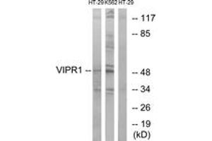 Western blot analysis of extracts from HT-29/K562 cells, using VIPR1 Antibody. (VIPR1 anticorps  (AA 332-381))