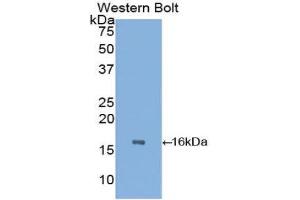 Western Blotting (WB) image for anti-Transthyretin (TTR) (AA 21-150) antibody (ABIN1078612) (TTR anticorps  (AA 21-150))