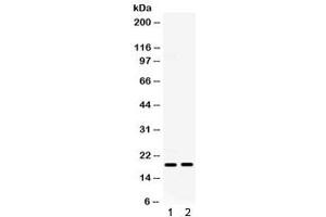 Western blot testing of 1) mouse ovary and 2) mouse HEPA lysate with IP10 antibody. (CXCL10 anticorps  (AA 22-98))