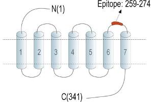 anti-Platelet-Activating Factor Receptor (PTAFR) (AA 259-274), (Extracellular), (Loop 3) antibody (FITC)