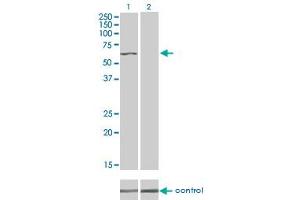 Western blot analysis of TNIK over-expressed 293 cell line, cotransfected with TNIK Validated Chimera RNAi (Lane 2) or non-transfected control (Lane 1).