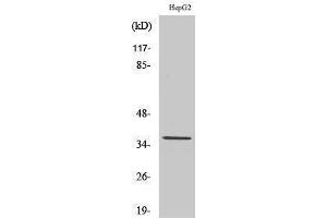Western Blotting (WB) image for anti-DnaJ (Hsp40) Homolog, Subfamily B, Member 4 (DNAJB4) (Internal Region) antibody (ABIN3184328)