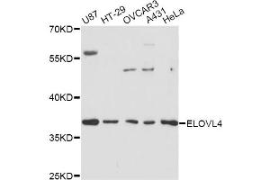 Western blot analysis of extracts of various cell lines, using ELOVL4 antibody (ABIN1872523) at 1:3000 dilution. (ELOVL4 anticorps)