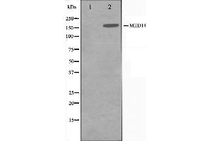 MED14 antibody  (Internal Region)