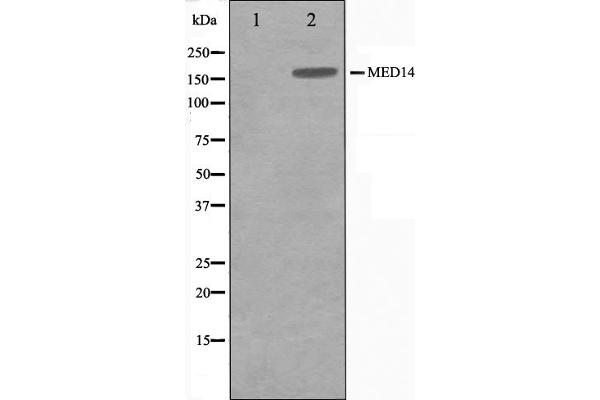 MED14 antibody  (Internal Region)
