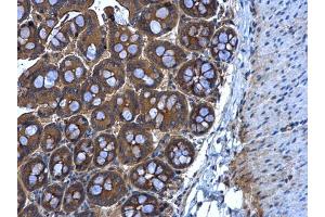 IHC-P Image MGAT3 antibody [N3C3] detects MGAT3 protein at cytoplasm in mouse intestine by immunohistochemical analysis. (MGAT3 anticorps)