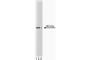 Western blot analysis of Bub3 on a SW13 lysate. (BUB3 anticorps  (AA 4-16))
