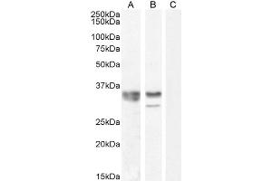 ABIN1781995 (0. (HNRNPA2B1 anticorps  (Internal Region))