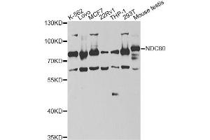 Western blot analysis of extracts of various cell lines, using NDC80 antibody (ABIN6292982) at 1:1000 dilution. (NDC80 anticorps)