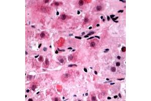 Immunohistochemical analysis of RPL39 staining in human liver formalin fixed paraffin embedded tissue section.