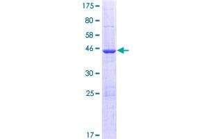 Image no. 1 for Isochorismatase Domain Containing 2 (ISOC2) (AA 1-205) protein (GST tag) (ABIN1308146)