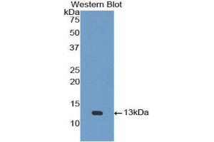 Western Blotting (WB) image for anti-Urotensin 2 (UTS2) (AA 20-120) antibody (ABIN1172776) (Urotensin 2 anticorps  (AA 20-120))