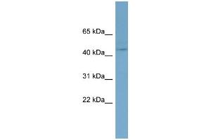 WB Suggested Anti-EED Antibody Titration:  0. (EED anticorps  (N-Term))