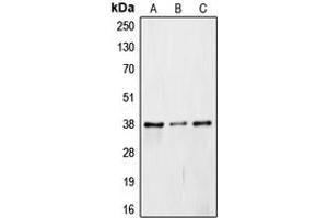 Western blot analysis of JAB1 expression in Caki1 (A), mouse embryo (B), rat liver (C) whole cell lysates. (COPS5 anticorps  (Center))