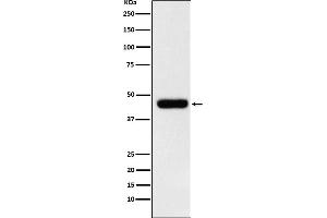Western blot analysis of eIF4A1 expression in MCF7 cell lysate.