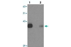 Western blot analysis of KCNK12 in rat brain tissue with KCNK12 polyclonal antibody  at 0. (KCNK12 anticorps  (C-Term))