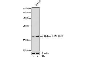 Western blot analysis of extracts of NIH/3T3 cells, using Phospho-Histone H2AX-S139 antibody (ABIN3023621, ABIN3023622, ABIN3023623, ABIN1513352 and ABIN6225475) at 1:500 dilution. (Histone H2A anticorps  (pSer139))