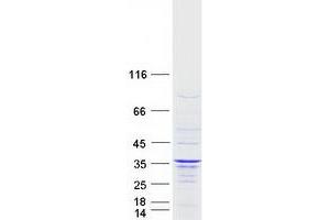 Validation with Western Blot (IFT43 Protein (Transcript Variant 1) (Myc-DYKDDDDK Tag))