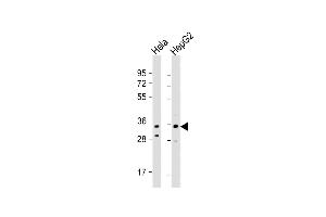 All lanes : Anti-I Antibody (C-term) at 1:1000 dilution Lane 1: Hela whole cell lysate Lane 2: HepG2 whole cell lysate Lysates/proteins at 20 μg per lane. (IMP4 anticorps  (C-Term))