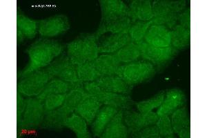 Immunocytochemistry/Immunofluorescence analysis using Mouse Anti-Hsp40 Monoclonal Antibody, Clone 3B9. (DNAJB1 anticorps  (Biotin))