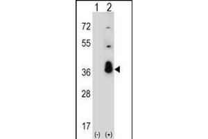 Western blot analysis of SFRS1 (arrow) using rabbit polyclonal SFRS1 Antibody (C-term) (ABIN390841 and ABIN2841068).