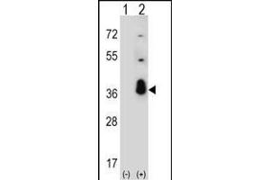 Western blot analysis of SFRS1 (arrow) using rabbit polyclonal SFRS1 Antibody (C-term) (ABIN390841 and ABIN2841068). (SRSF1 anticorps  (C-Term))