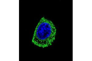 Confocal immunofluorescent analysis of DDC Antibody (N-term) (ABIN651727 and ABIN2840377) with HepG2 cell followed by Alexa Fluor® 488-conjugated goat anti-rabbit lgG (green).