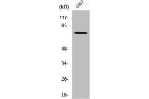 Western Blot analysis of COS7 cells using HSP A9 Polyclonal Antibody