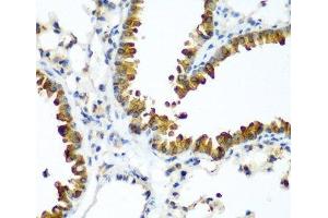 Immunohistochemistry of paraffin-embedded Mouse lung using TAZ Polyclonal Antibody at dilution of 1:200 (40x lens). (TAZ anticorps)