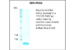 SDS-PAGE (SDS) image for Chemokine (C-X-C Motif) Ligand 1 (Melanoma Growth Stimulating Activity, Alpha) (CXCL1) (Active) protein (ABIN5509436) (CXCL1 Protéine)