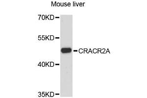 Western blot analysis of extracts of mouse liver, using CRACR2A antibody. (EFCAB4B anticorps)