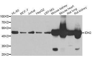 Western blot analysis of extracts of various cell lines, using IDH2 antibody. (IDH2 anticorps  (AA 193-452))