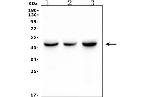 Western blot analysis of IDH1 using anti-IDH1 antibody (ABIN7602760).