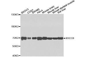 Western blot analysis of extracts of various cell lines, using XRCC6 antibody. (XRCC6 anticorps  (AA 500-600))