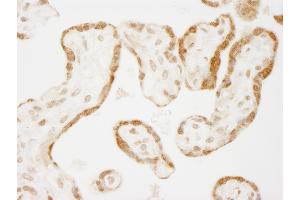 Immunohistochemistry (IHC) image for anti-RD RNA Binding Protein (RDBP) (AA 330-380) antibody (ABIN7448688)