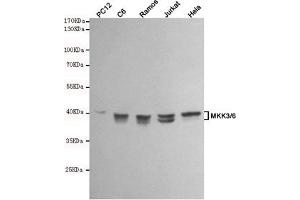 Western blot analysis of extracts from PC12,C6,Ramos,Jurkat and Hela cell lysates using MKK3/6 mouse mAb (1:1000 diluted). (MKK3/6 anticorps)
