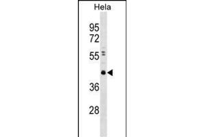 CBX8 Antibody  (ABIN389089 and ABIN2839284) western blot analysis in Hela cell line lysates (35 μg/lane). (CBX8 anticorps  (C-Term))