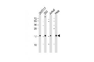 All lanes : Anti-SUMO4 Antibody (M55 Wild type) at 1:2000 dilution Lane 1: 293T-17 whole cell lysate Lane 2: 293 whole cell lysate Lane 3: Jurkat whole cell lysate Lane 4: Hela whole cell lysate Lysates/proteins at 20 μg per lane. (SUMO4 anticorps  (AA 34-63))