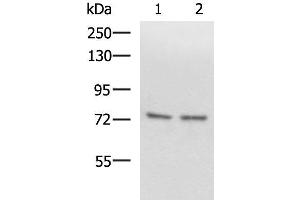 Western blot analysis of Raji and 231 cell lysates using SCMH1 Polyclonal Antibody at dilution of 1:1000 (SCMH1 anticorps)