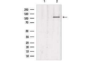 Western blot analysis of extracts from Hepg2, using UBE1L Antibody.