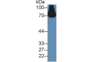 Western blot analysis of Mouse Serum, using Rabbit Anti-Mouse a2PI Antibody (2 µg/ml) and HRP-conjugated Goat Anti-Rabbit antibody (abx400043, 0. (alpha 2 Antiplasmin anticorps  (AA 348-491))