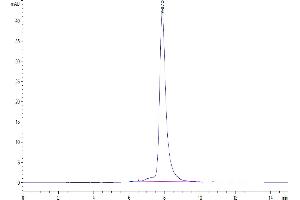 The purity of Mouse CD8 alpha is greater than 95 % as determined by SEC-HPLC.