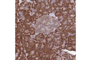 Immunohistochemical staining of human pancreas with RNF10 polyclonal antibody  shows strong cytoplasmic positivity in exocrine glandular cells at 1:200-1:500 dilution. (RNF10 anticorps)