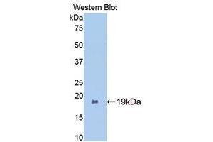 Western Blotting (WB) image for anti-Bone Morphogenetic Protein 2 (BMP2) (AA 117-267) antibody (ABIN3209734) (BMP2 anticorps  (AA 117-267))