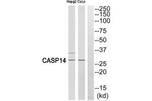 Western Blotting (WB) image for anti-Caspase 14, Apoptosis-Related Cysteine Peptidase (CASP14) (Cleaved-Lys222) antibody (ABIN1853488) (CASP14 anticorps  (Cleaved-Lys222))