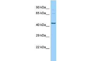 WB Suggested Anti-Pigu Antibody   Titration: 1. (PIGU anticorps  (N-Term))