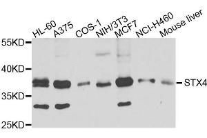 Western blot analysis of extracts of various cells, using STX4 antibody. (Syntaxin 4 anticorps)