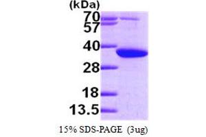 SDS-PAGE (SDS) image for Pyrroline-5-Carboxylate Reductase 1 (PYCR1) (AA 1-319) (Active) protein (His tag) (ABIN667842)