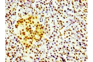 IHC image of ABIN7127308 diluted at 1:100 and staining in paraffin-embedded human pancreatic tissue performed on a Leica BondTM system.