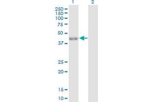 Western Blot analysis of PARD6A expression in transfected 293T cell line by PARD6A MaxPab polyclonal antibody. (PARD6A anticorps  (AA 1-345))